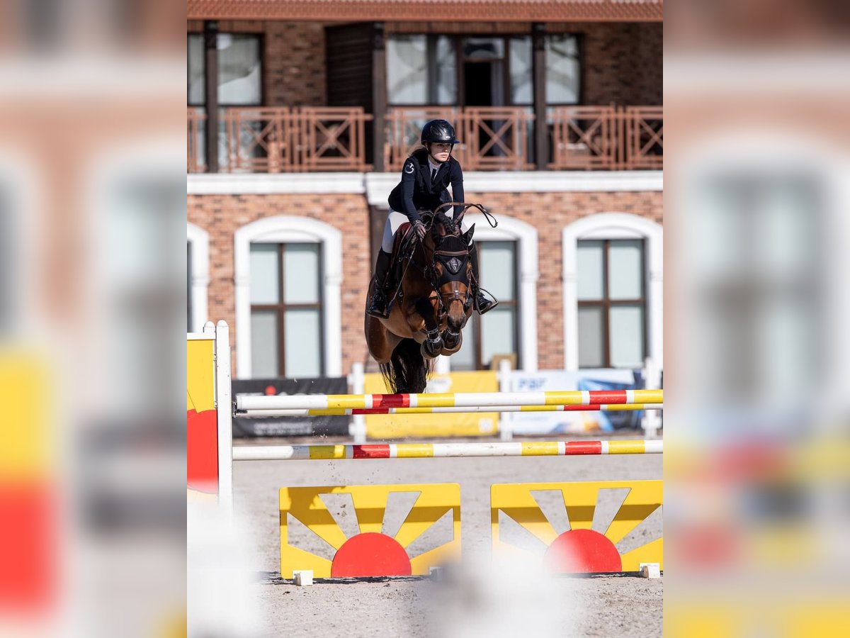 Belgisches Warmblut Stute 10 Jahre 164 cm Rotbrauner in &#x411;&#x440;&#x43E;&#x432;&#x430;&#x440;&#x438;