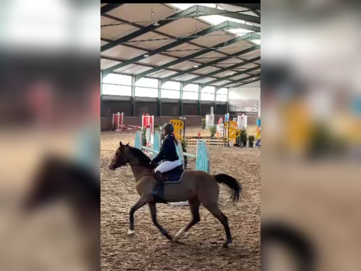 Belgisches Warmblut Stute 10 Jahre 167 cm Dunkelbrauner in Houthalen-Helchteren