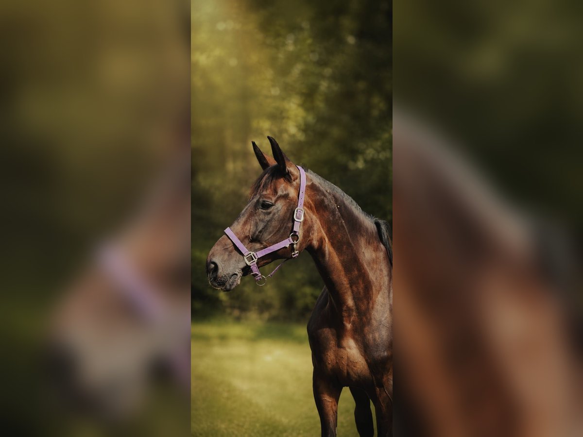 Belgisches Warmblut, Stute in Neumarkt in der Oberpfalz