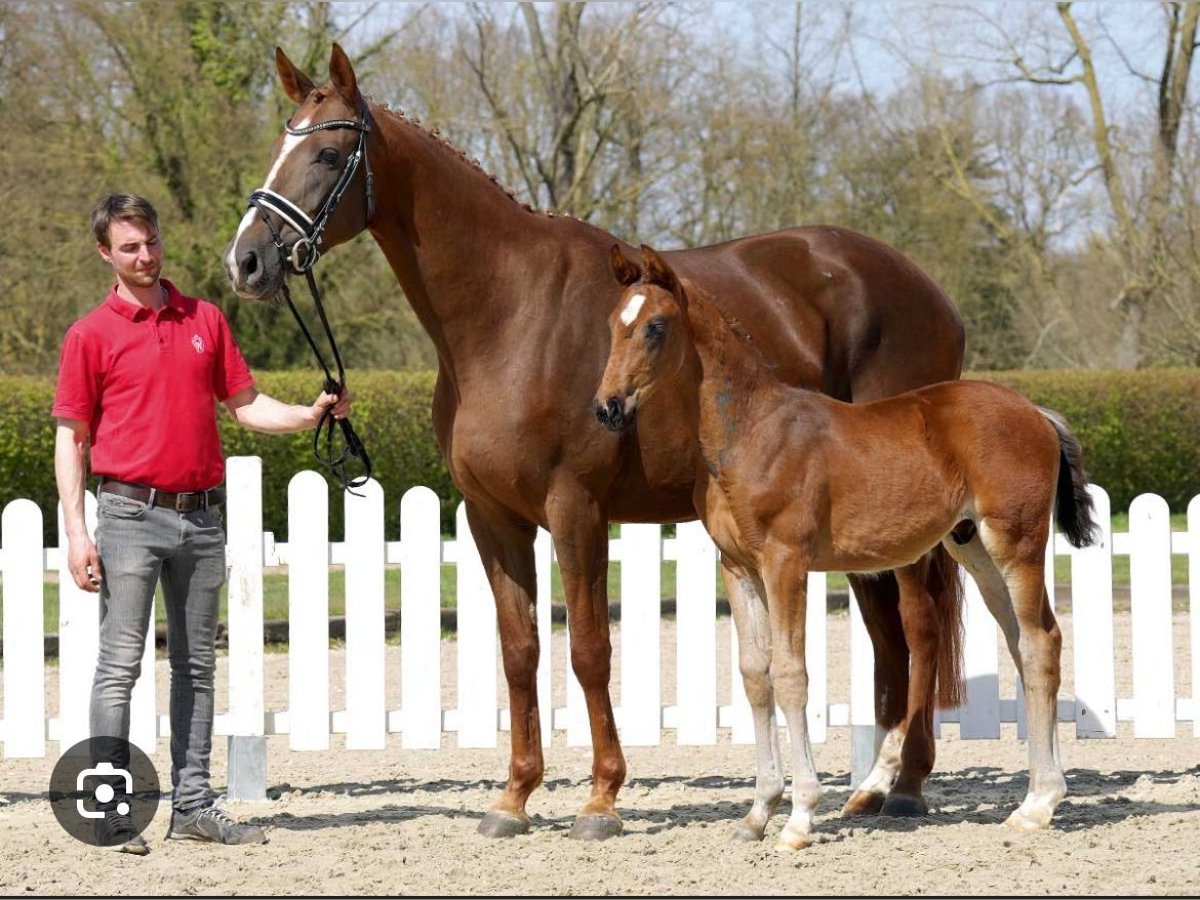 Belgisches Warmblut Stute 10 Jahre 175 cm Fuchs in Herne