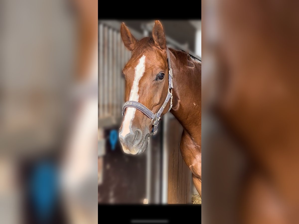 Belgisches Warmblut Stute 10 Jahre Fuchs in EschbornEschborn