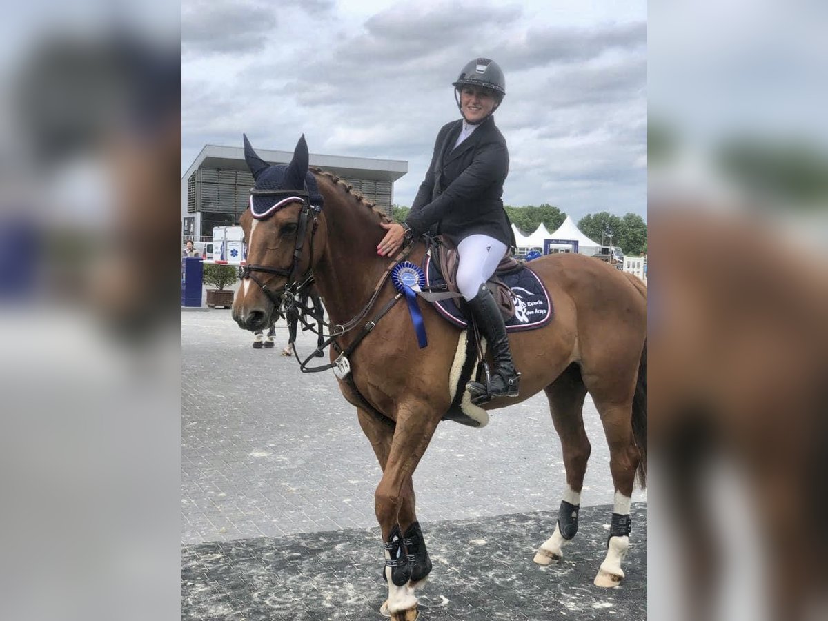Belgisches Warmblut Stute 11 Jahre 162 cm Dunkelfuchs in Forville