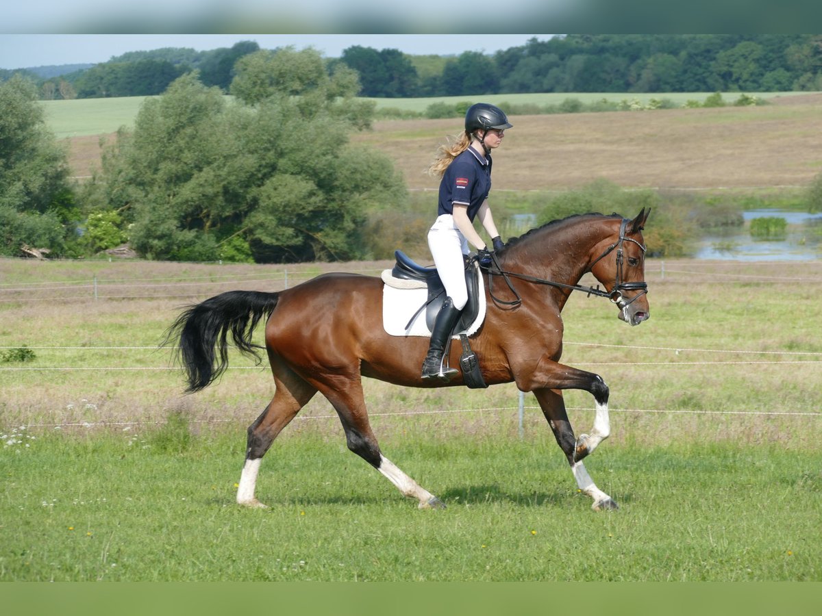 Belgisches Warmblut Stute 11 Jahre 167 cm Brauner in Ganschow