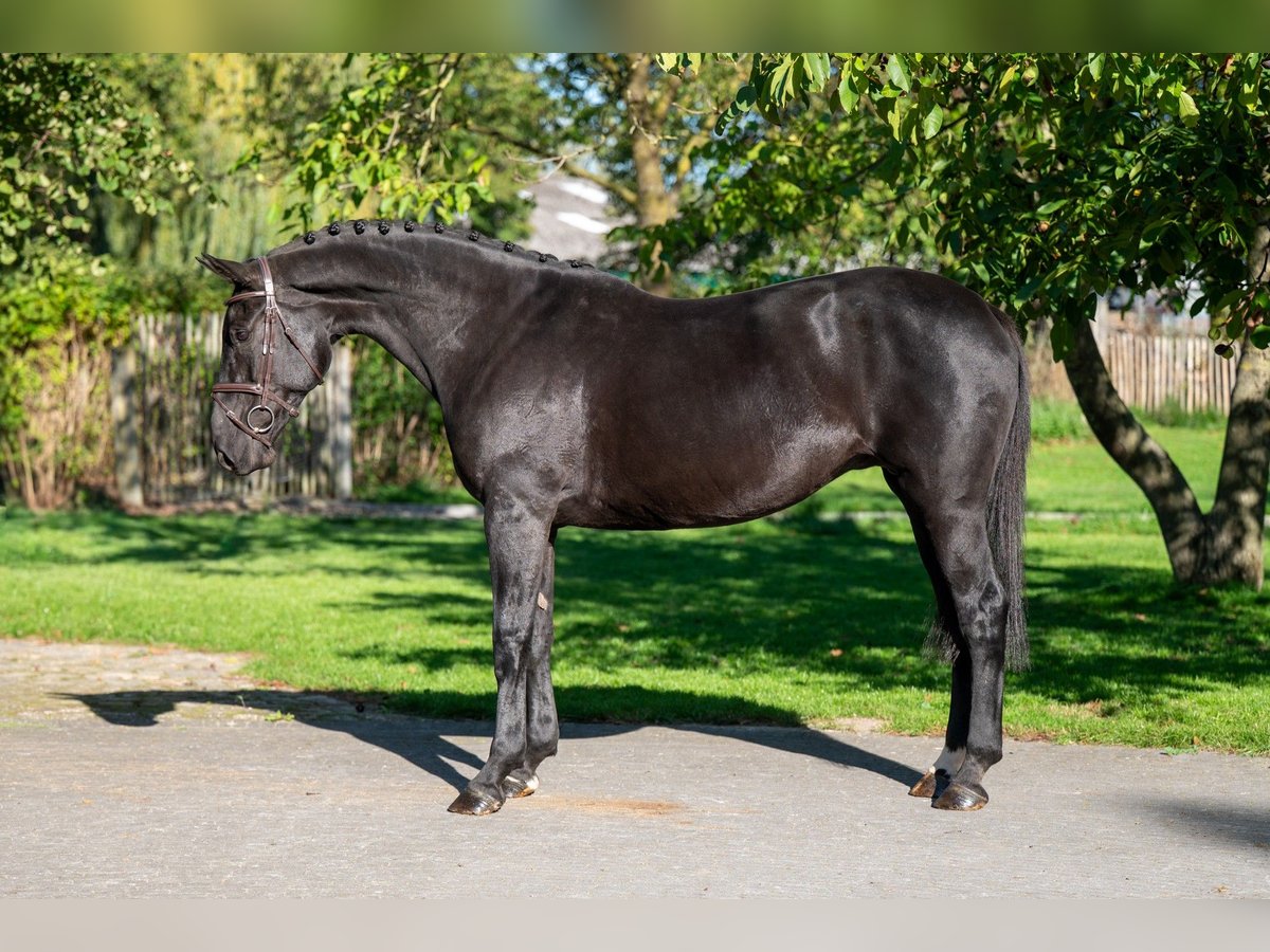 Belgisches Warmblut Stute 11 Jahre 168 cm Dunkelbrauner in GROTE-BROGEL
