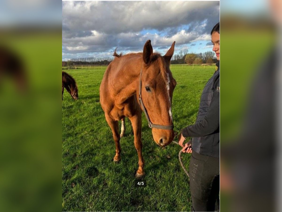 Belgisches Warmblut Stute 11 Jahre 168 cm Fuchs in Bocholt