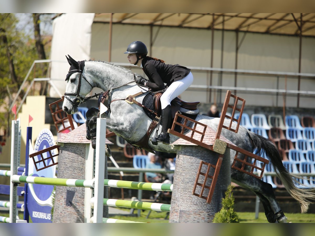 Belgisches Warmblut Stute 11 Jahre 173 cm Schimmel in Szigetszentmárton