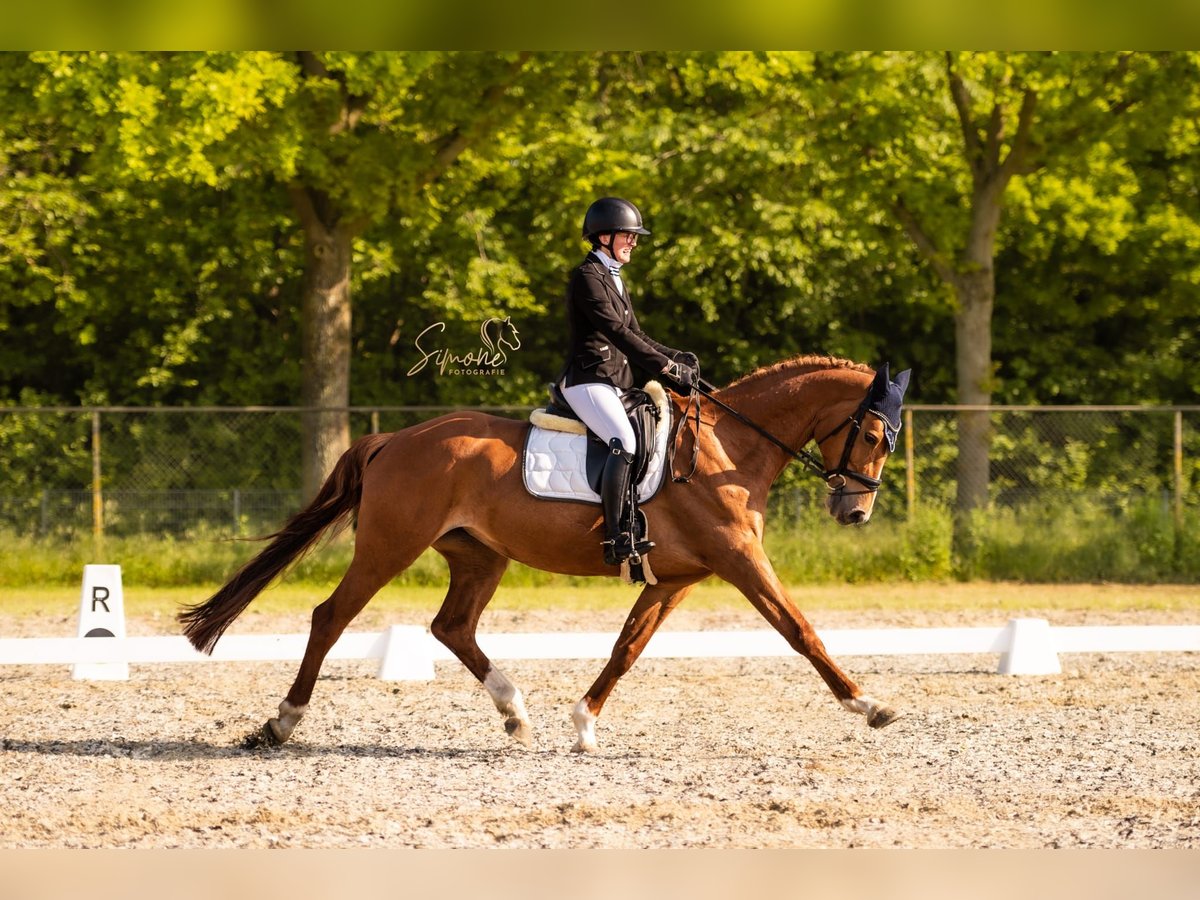 Belgisches Warmblut Stute 12 Jahre 165 cm Fuchs in Lede