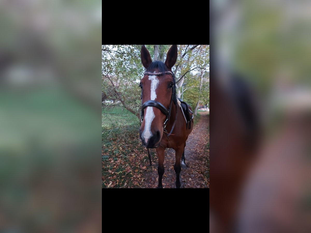 Belgisches Warmblut Stute 12 Jahre 170 cm Brauner in Ried-Brig