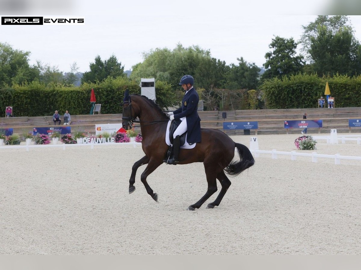 Belgisches Warmblut Stute 12 Jahre 175 cm Schwarzbrauner in Duffel