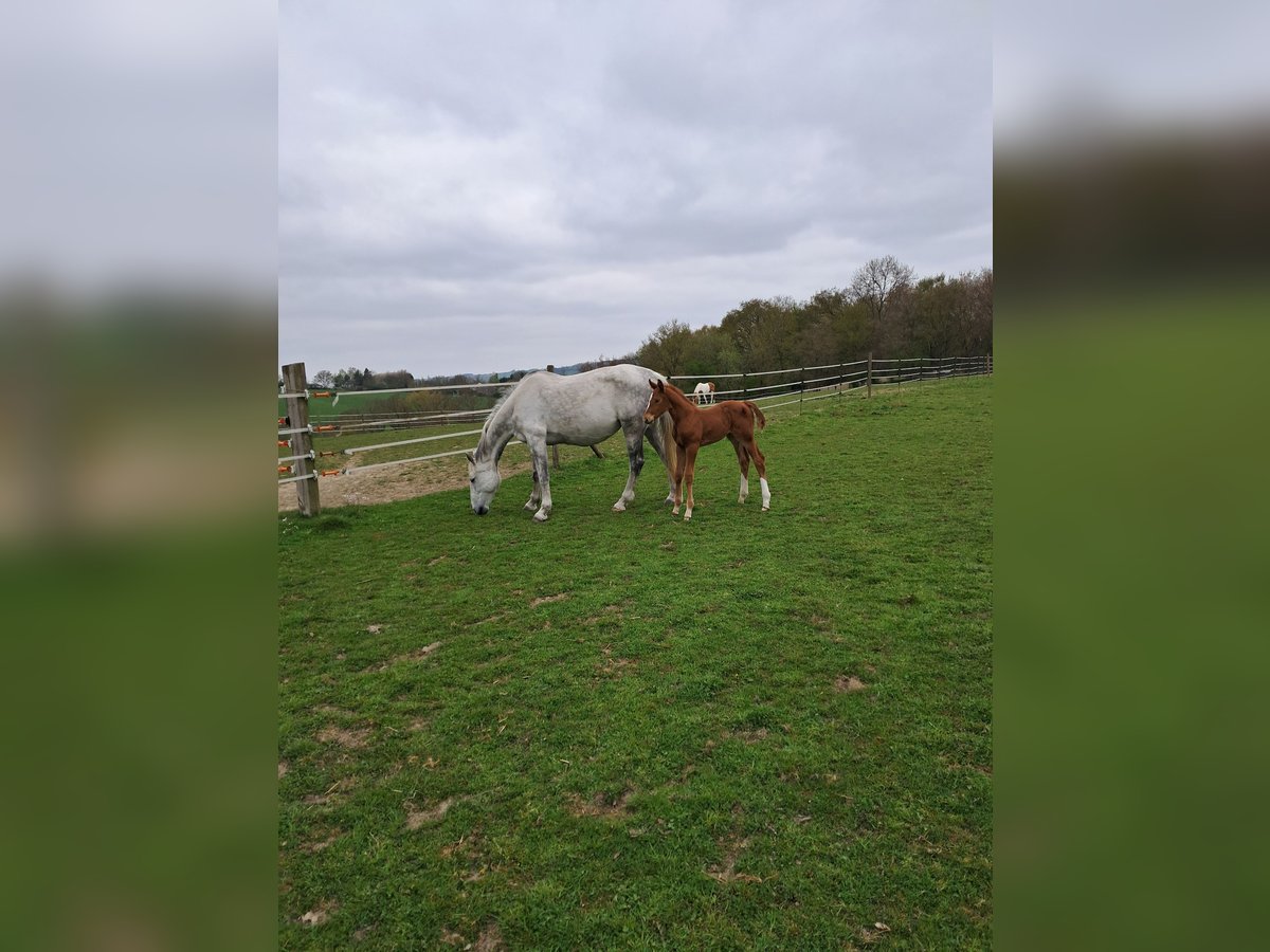 Belgisches Warmblut Stute 13 Jahre 173 cm Schimmel in Bois de Halleux 861  Charneux