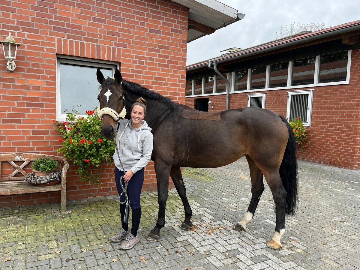 Belgisches Warmblut Stute 13 Jahre Brauner in Essen