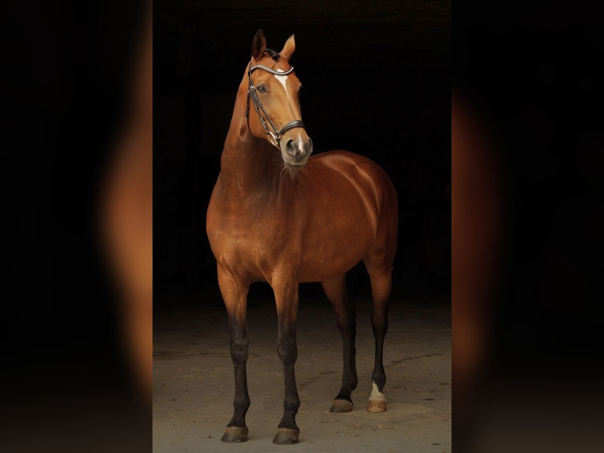 Belgisches Warmblut Stute 13 Jahre in Balve