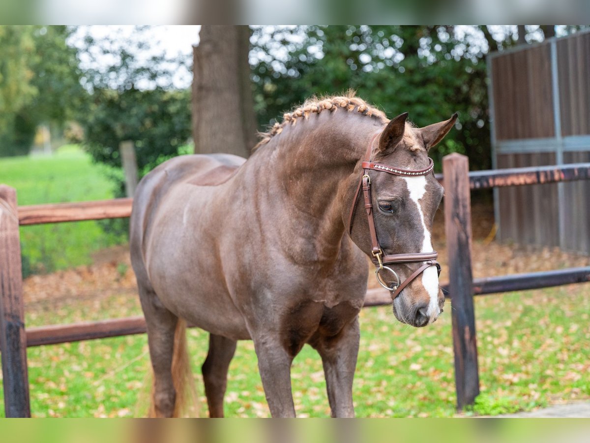 Belgisches Warmblut Stute 14 Jahre 148 cm Dunkelfuchs in GROTE-BROGEL