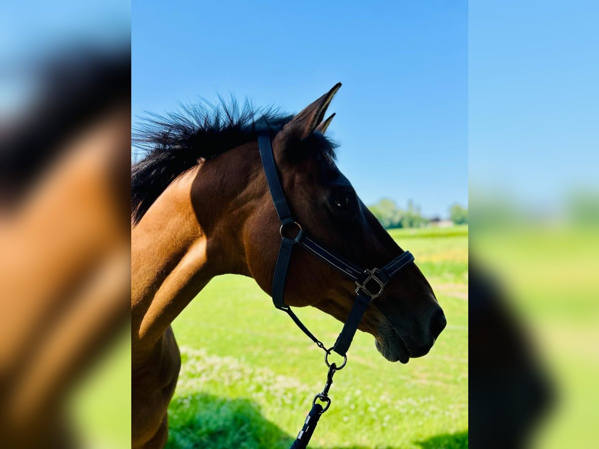 Belgisches Warmblut Stute 14 Jahre 160 cm Dunkelbrauner in Maldegem