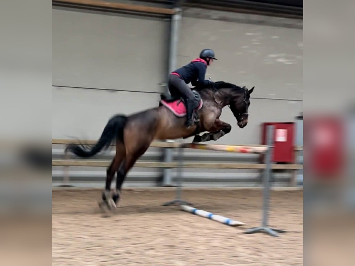 Belgisches Warmblut Stute 14 Jahre Dunkelbrauner in Dentergem