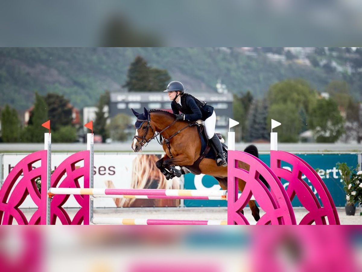 Belgisches Warmblut Stute 15 Jahre 148 cm Brauner in Prague