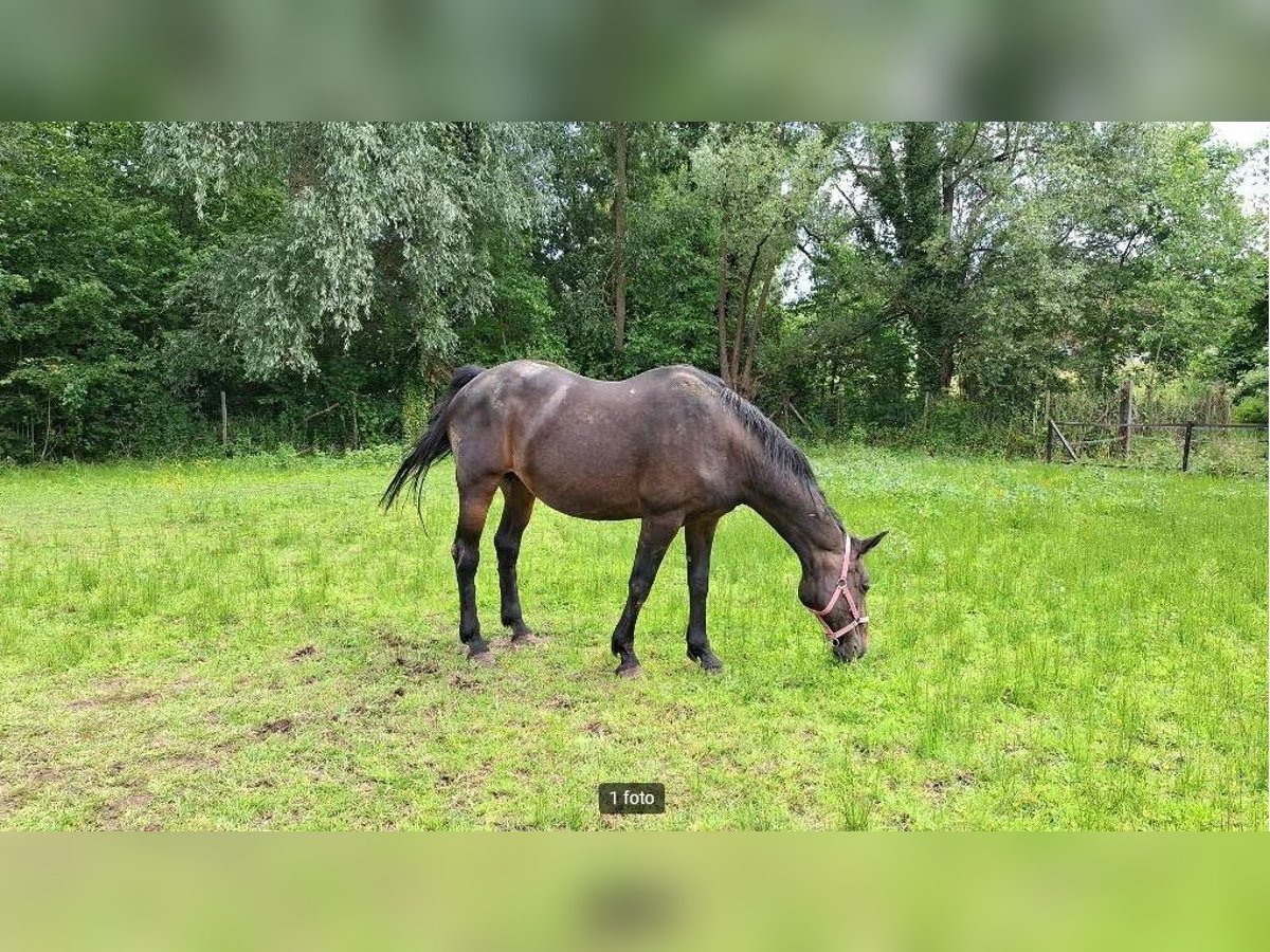 Belgisches Warmblut Stute 16 Jahre 163 cm Schwarzbrauner in Welle