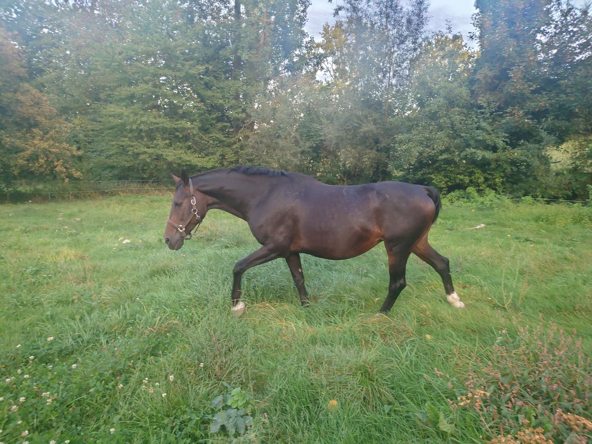 Belgisches Warmblut Stute 16 Jahre 168 cm Brauner in Grez-Doiceau