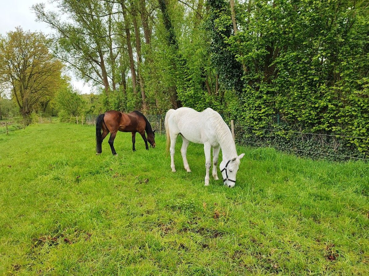 Belgisches Warmblut Stute 17 Jahre 167 cm Braunfalbschimmel in Geel