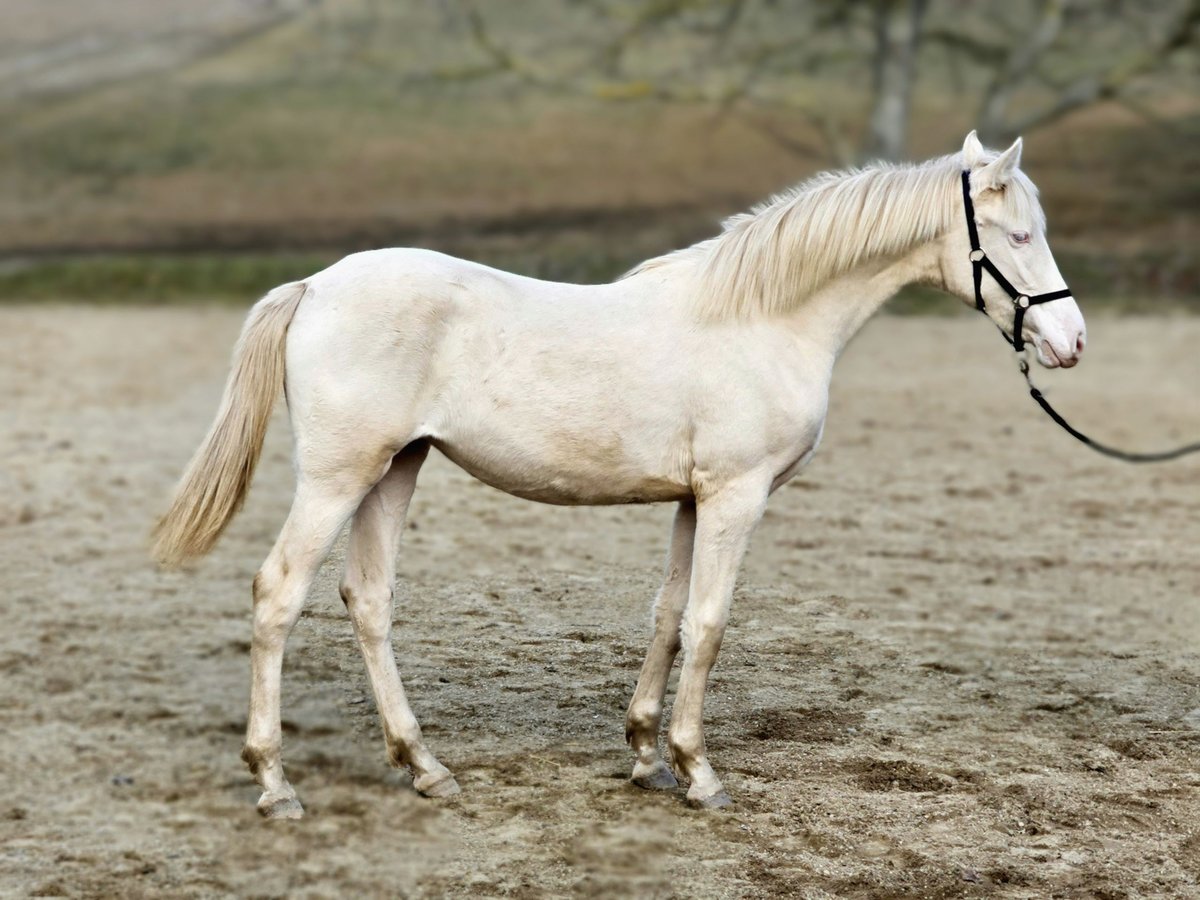 Belgisches Warmblut Stute 1 Jahr 138 cm Perlino in vISZ