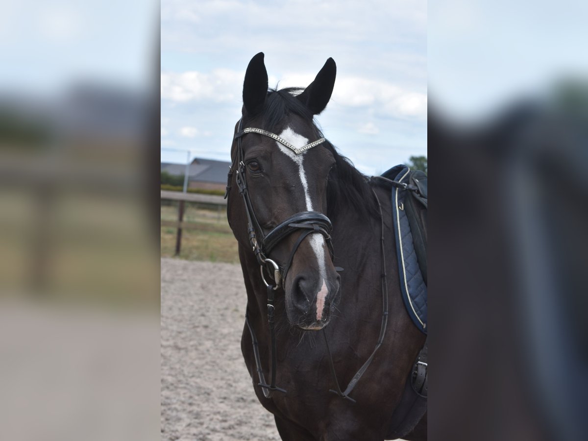 Belgisches Warmblut Stute 20 Jahre 168 cm Dunkelbrauner in Achtmaal