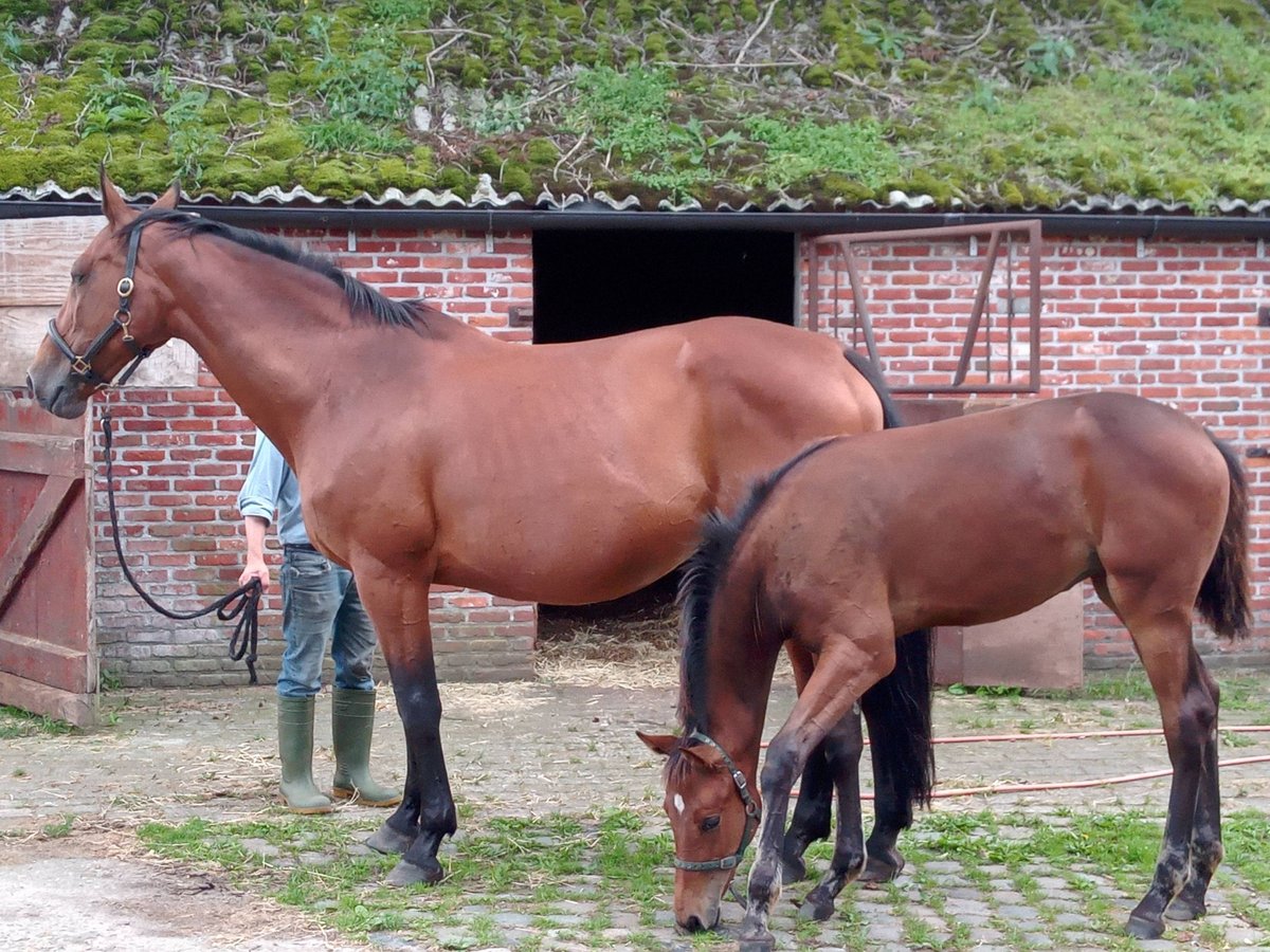 Belgisches Warmblut Stute 21 Jahre 169 cm Rotbrauner in Wuustwezel