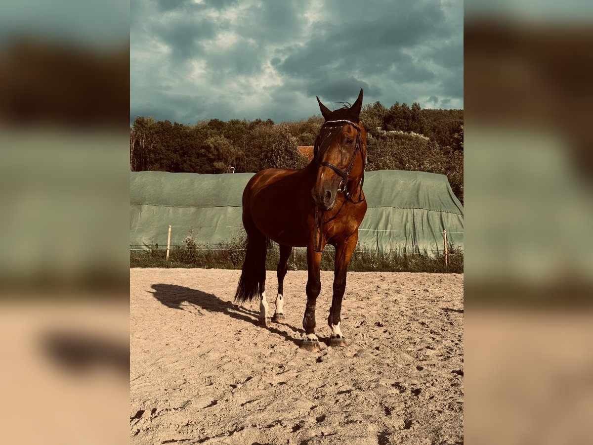 Belgisches Warmblut Stute 22 Jahre 170 cm Dunkelbrauner in Löllbach