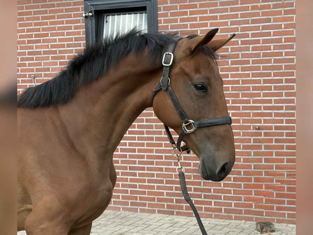 Belgisches Warmblut Stute 2 Jahre 151 cm Brauner in Zieuwent