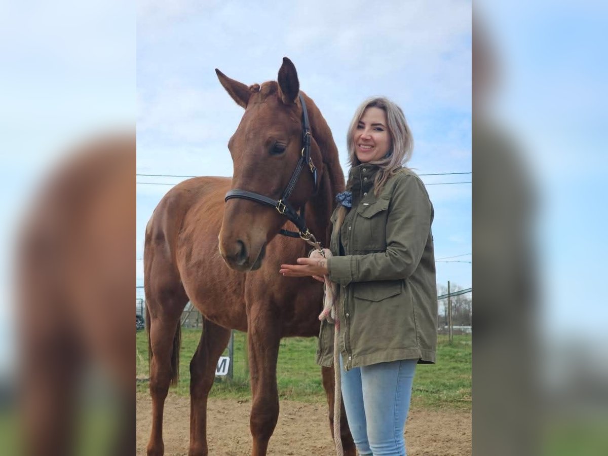 Belgisches Warmblut Stute 2 Jahre 167 cm Dunkelfuchs in Rillaar
