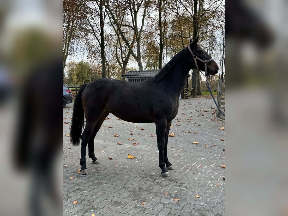 Belgisches Warmblut Stute 2 Jahre 168 cm Dunkelbrauner in Gestel. Berlaar