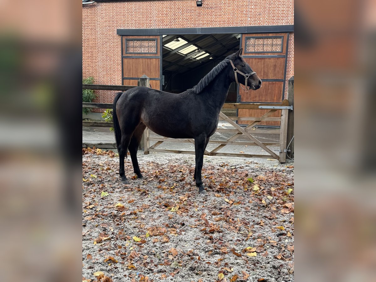 Belgisches Warmblut Stute 2 Jahre 168 cm Dunkelbrauner in Gestel. Berlaar