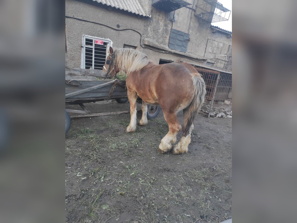Belgisches Warmblut Mix Stute 2 Jahre Dunkelbrauner in Kamienne brody