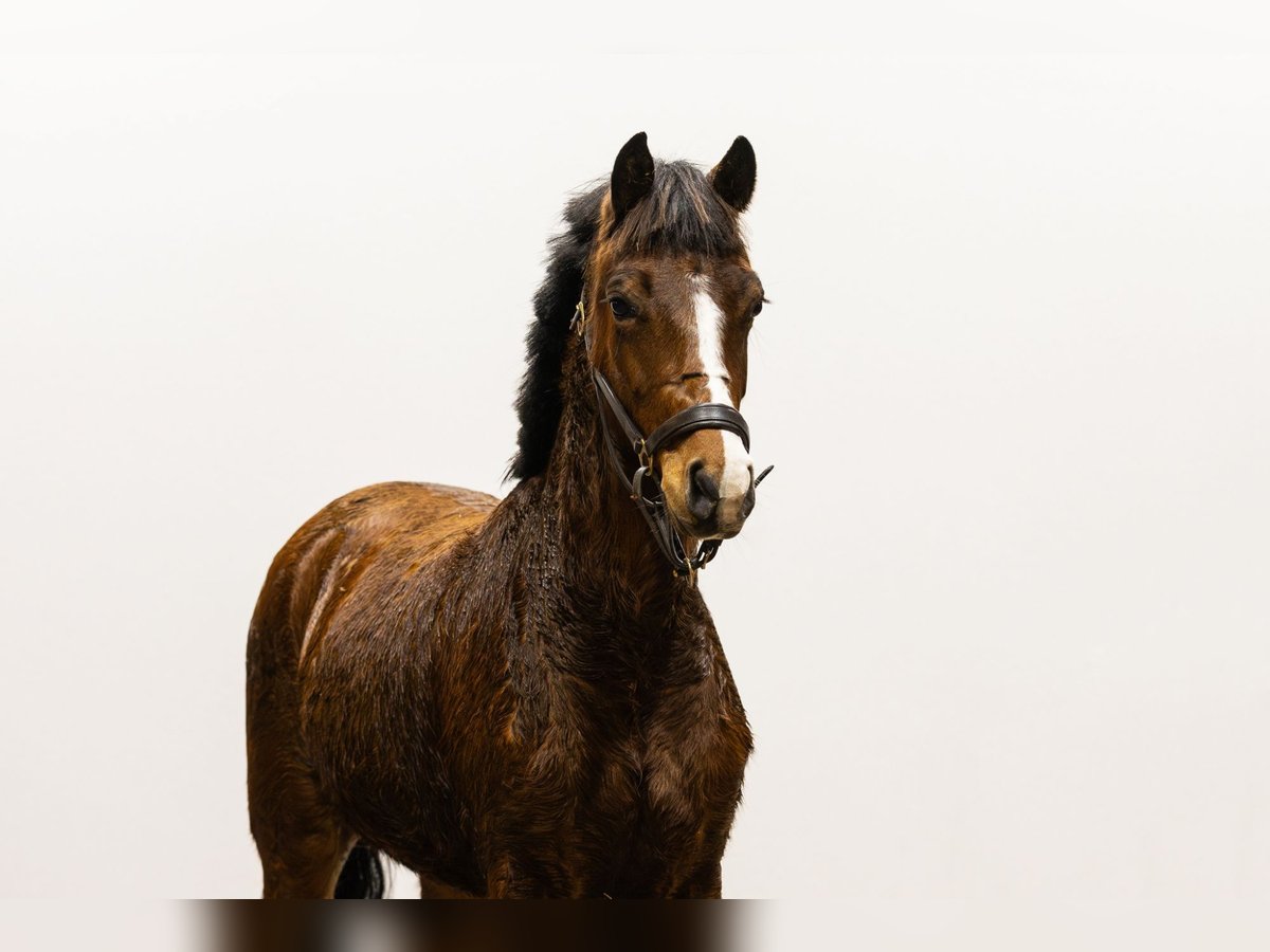 Belgisches Warmblut Stute 3 Jahre 142 cm Brauner in Waddinxveen