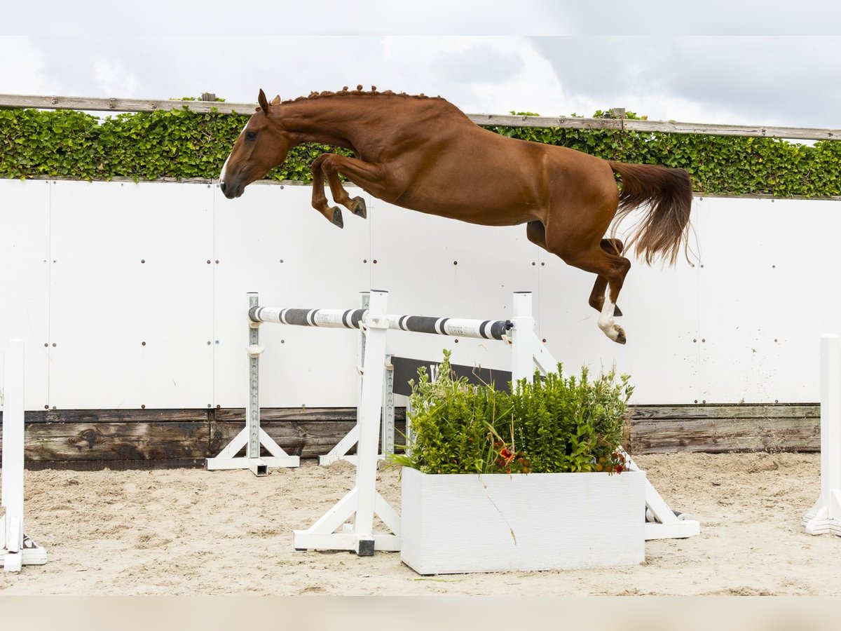 Belgisches Warmblut Stute 3 Jahre 158 cm Fuchs in Waddinxveen