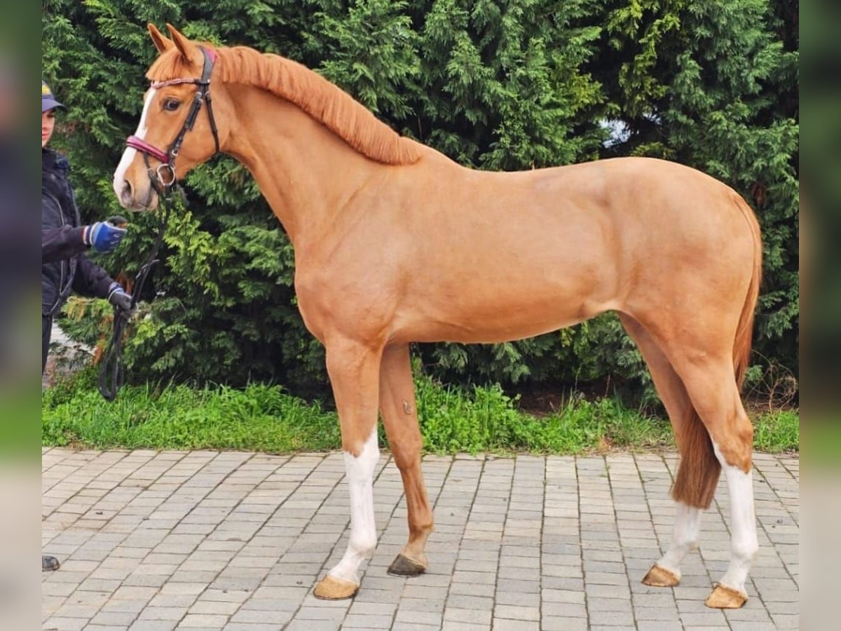 Belgisches Warmblut Stute 3 Jahre 167 cm Fuchs in Murska Soboda