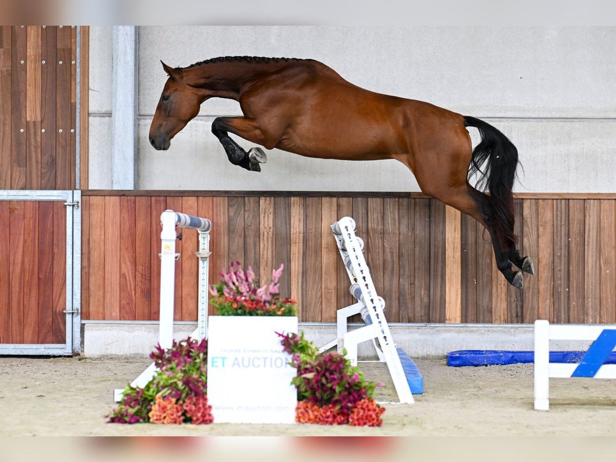 Belgisches Warmblut Stute 3 Jahre 168 cm Rotbrauner in Zelle