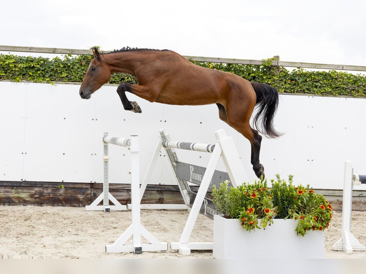 Belgisches Warmblut Stute 3 Jahre 169 cm Brauner in Waddinxveen