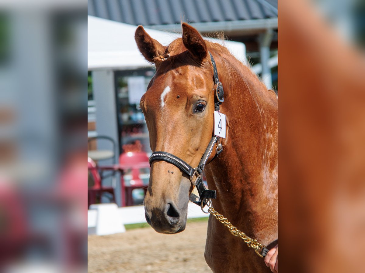 Belgisches Warmblut Stute 3 Jahre Fuchs in Hoeleden