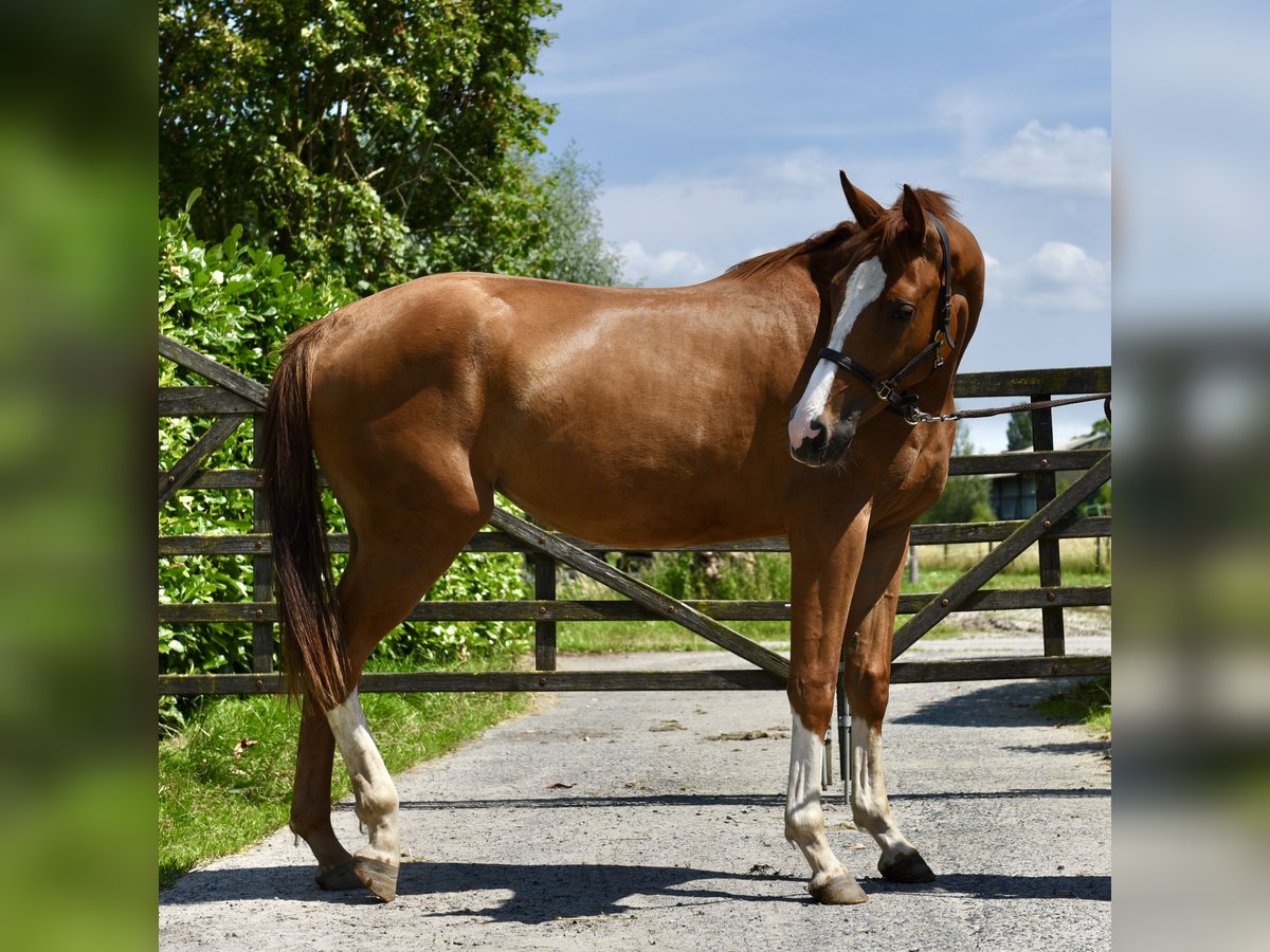 Belgisches Warmblut Stute 3 Jahre Fuchs in GROTE BROGEL