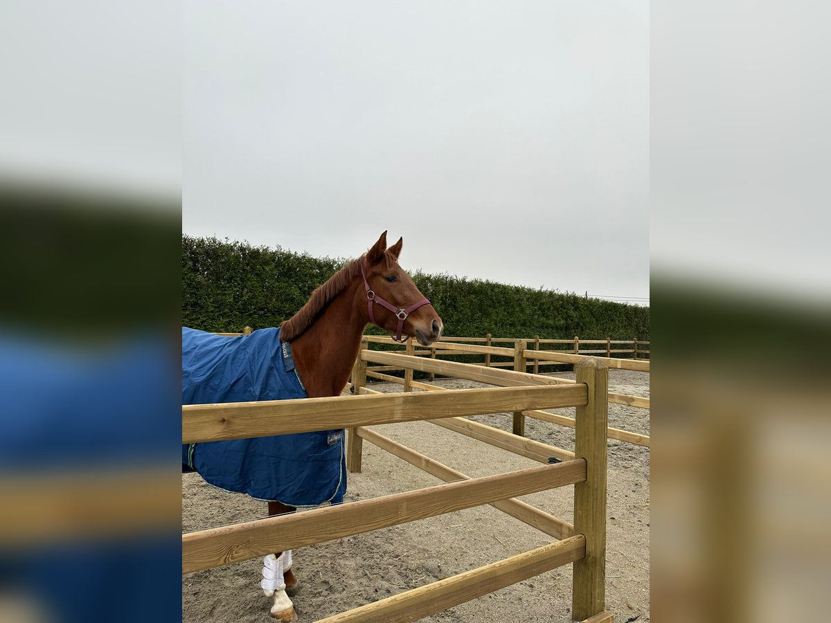 Belgisches Warmblut Stute 4 Jahre 155 cm Fuchs in Hoogstraten