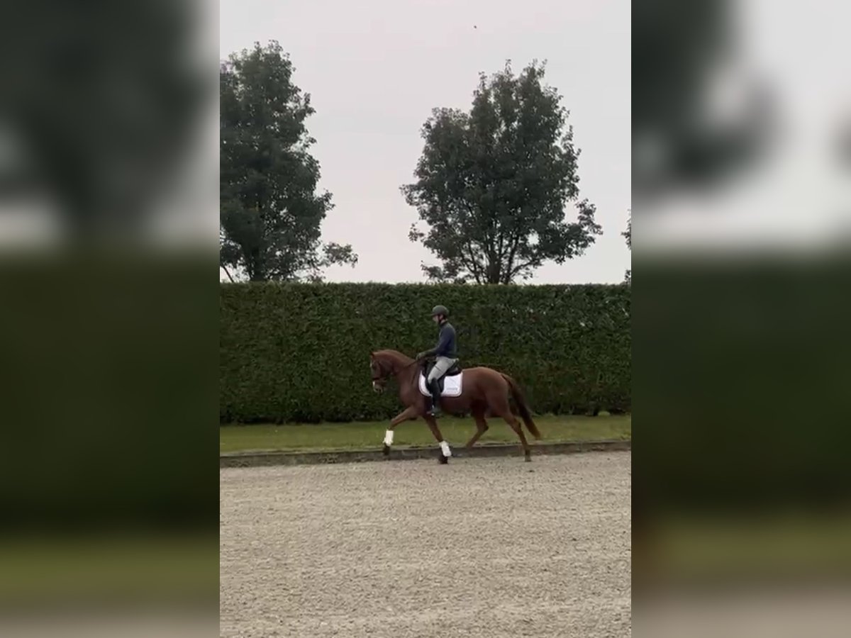 Belgisches Warmblut Stute 4 Jahre 155 cm Fuchs in Minderhout