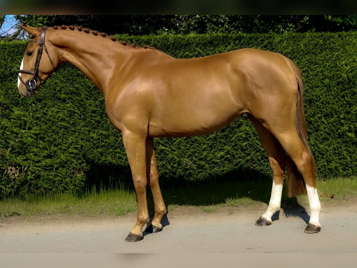 Belgisches Warmblut Stute 4 Jahre 160 cm Dunkelfuchs in Bladel