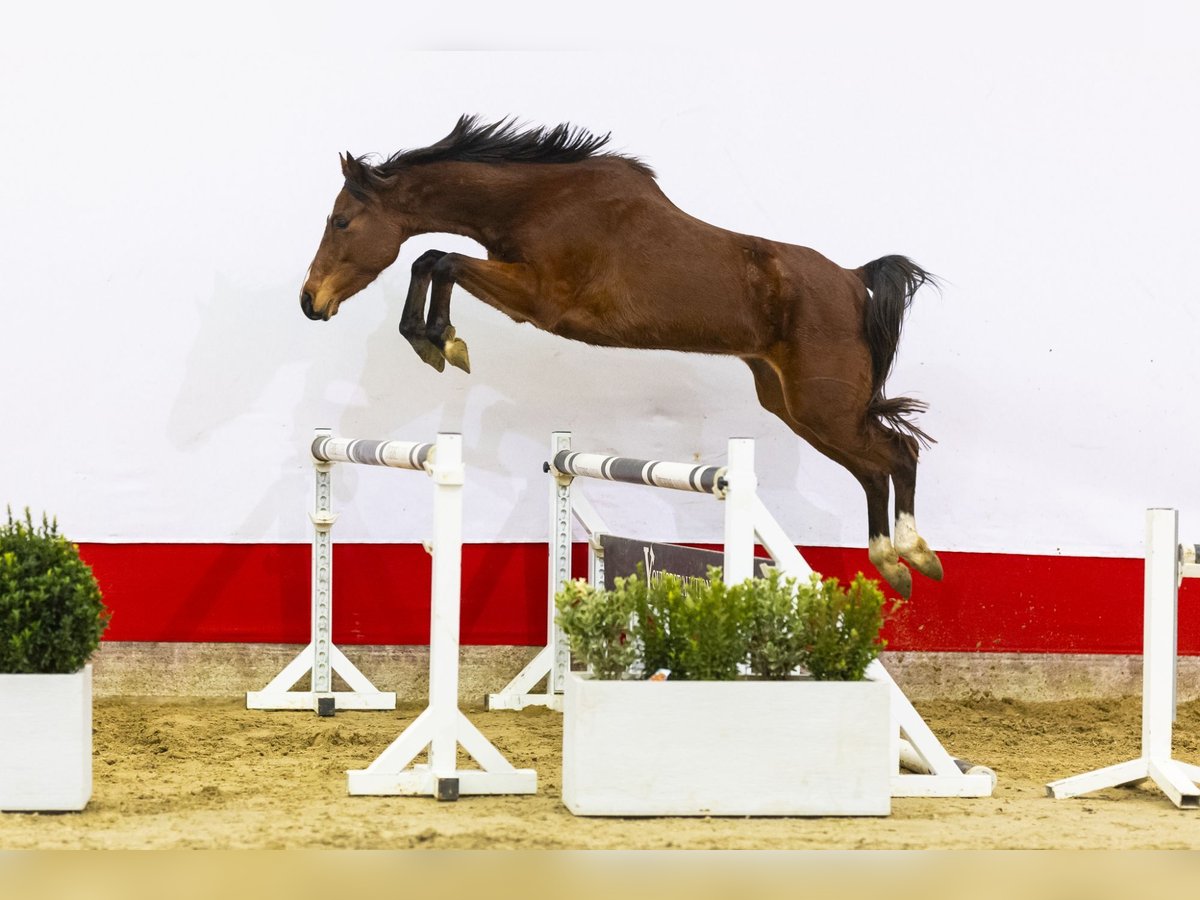 Belgisches Warmblut Stute 4 Jahre 162 cm Brauner in Waddinxveen