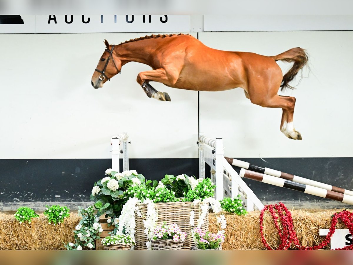 Belgisches Warmblut Stute 4 Jahre 167 cm Fuchs in Bladel