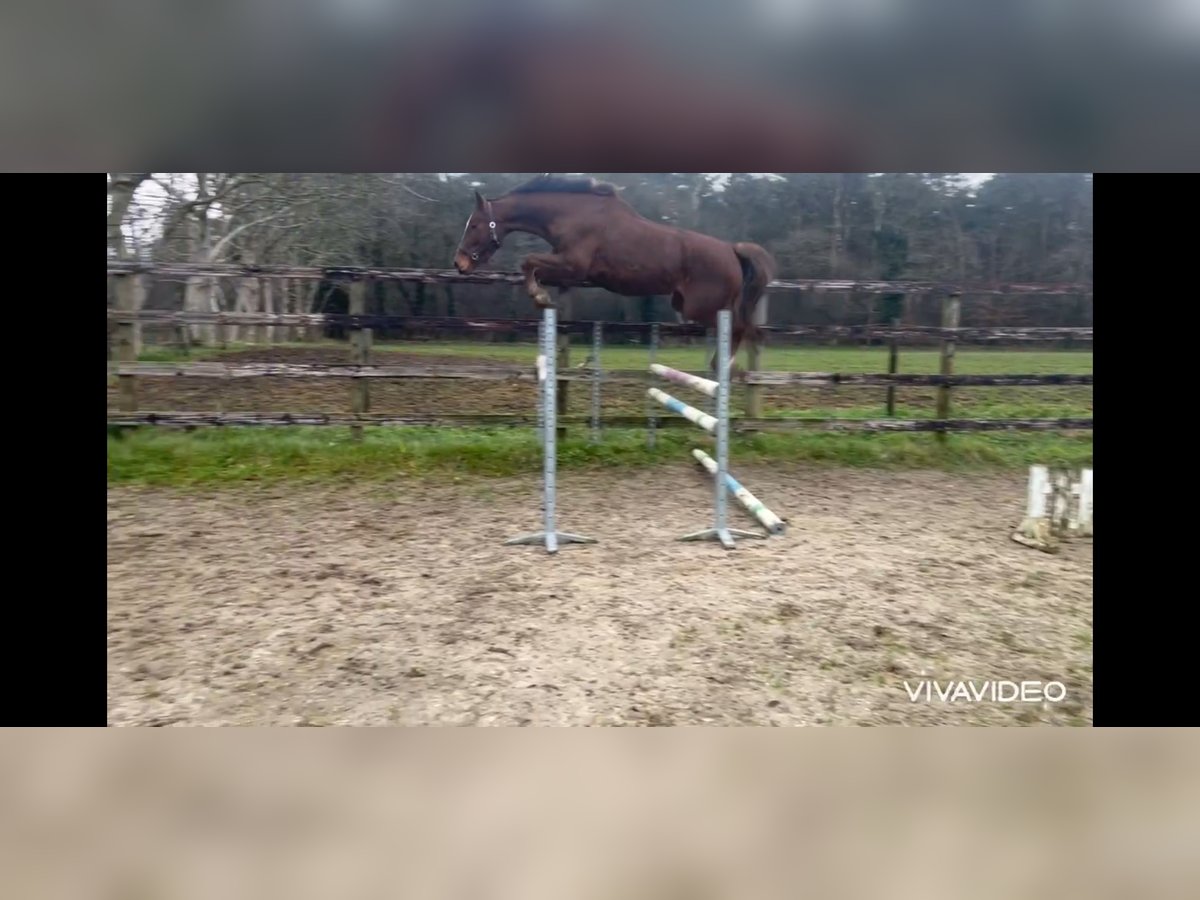 Belgisches Warmblut Stute 4 Jahre 169 cm Dunkelfuchs in Neerglabbeek