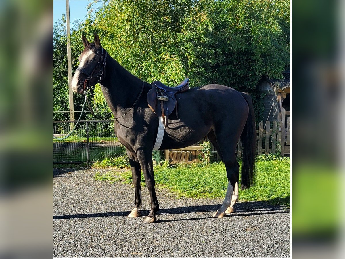 Belgisches Warmblut Stute 4 Jahre 170 cm Dunkelbrauner in Duffel