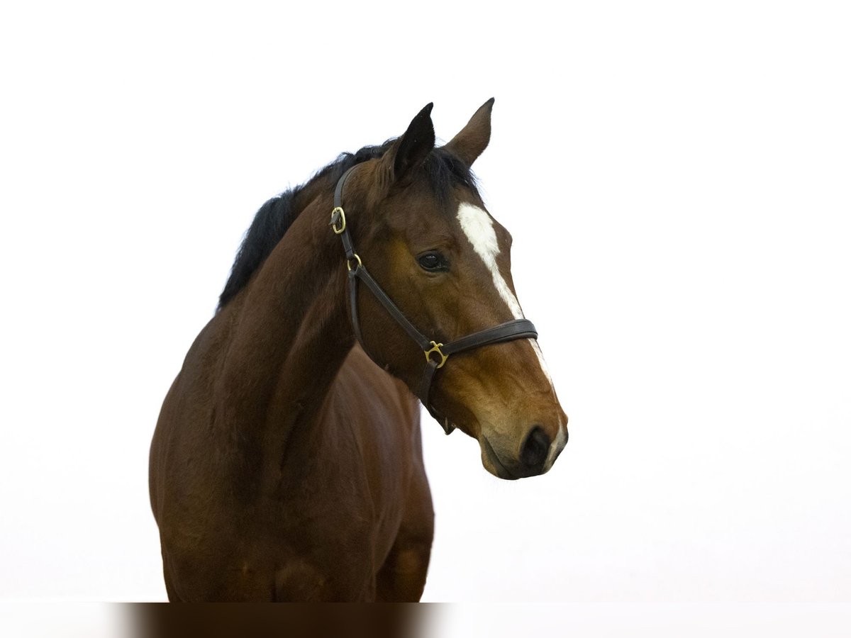 Belgisches Warmblut Stute 4 Jahre 171 cm Brauner in Waddinxveen