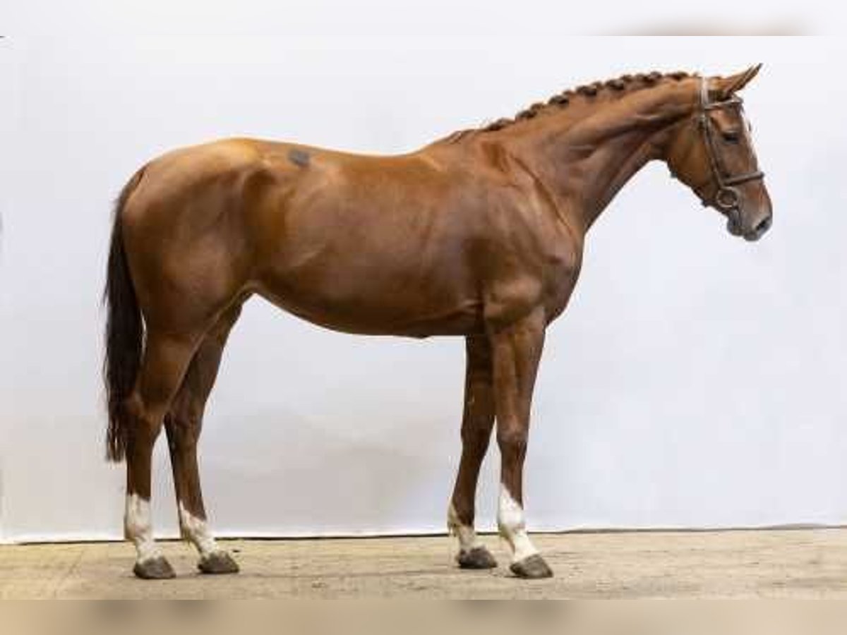 Belgisches Warmblut Stute 5 Jahre 165 cm Fuchs in Waddinxveen