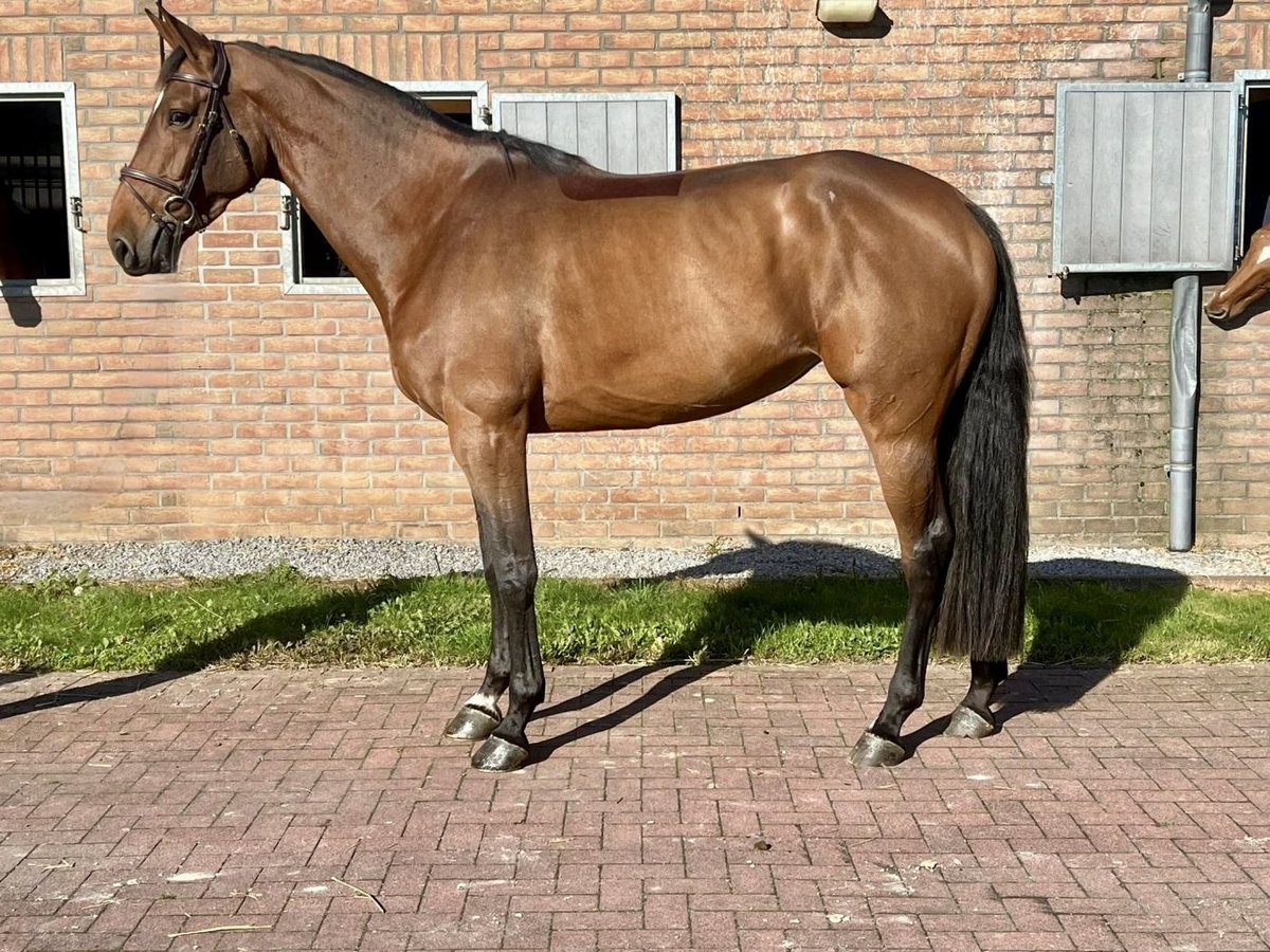 Belgisches Warmblut Stute 5 Jahre 170 cm Brauner in Bladel