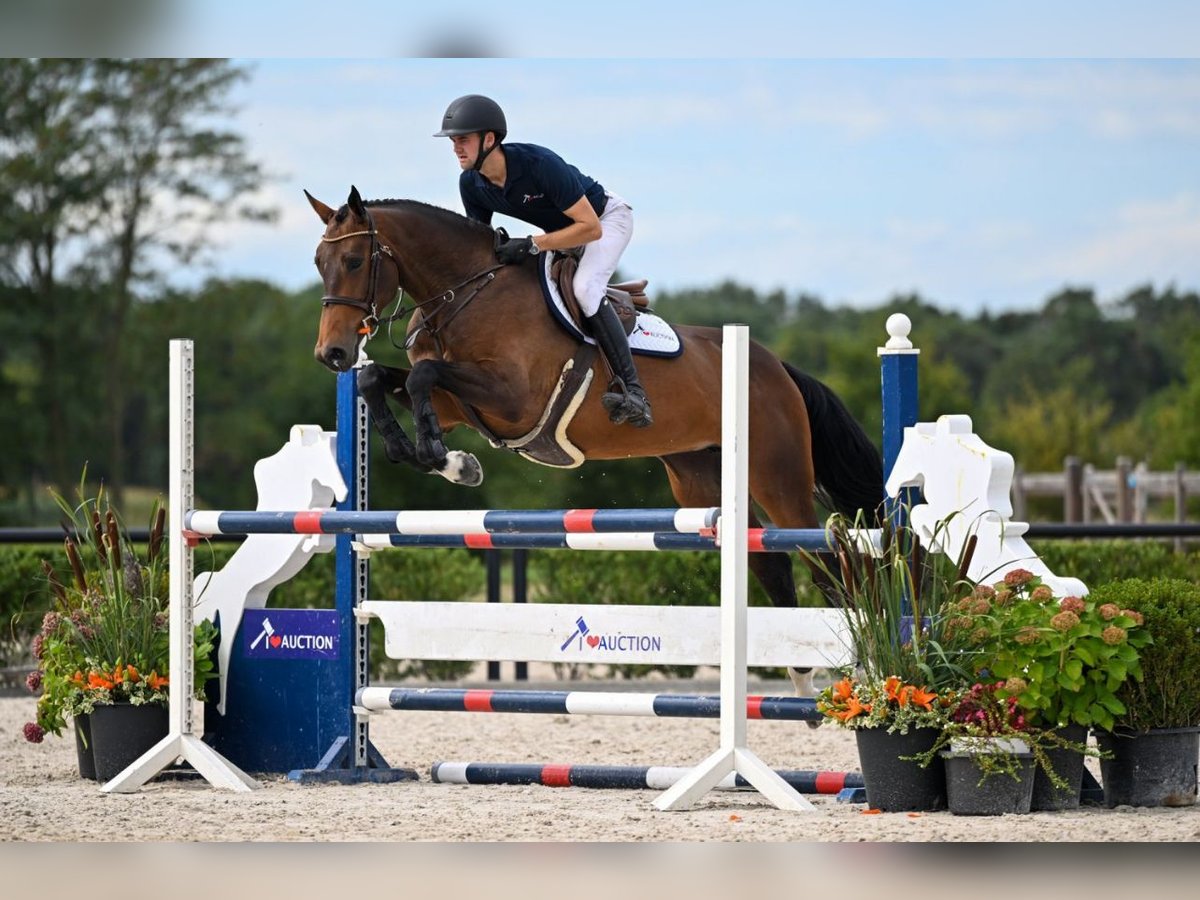 Belgisches Warmblut Stute 5 Jahre 173 cm Dunkelbrauner in Brecht